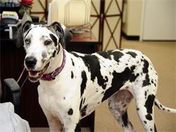 Duchess the great Dane