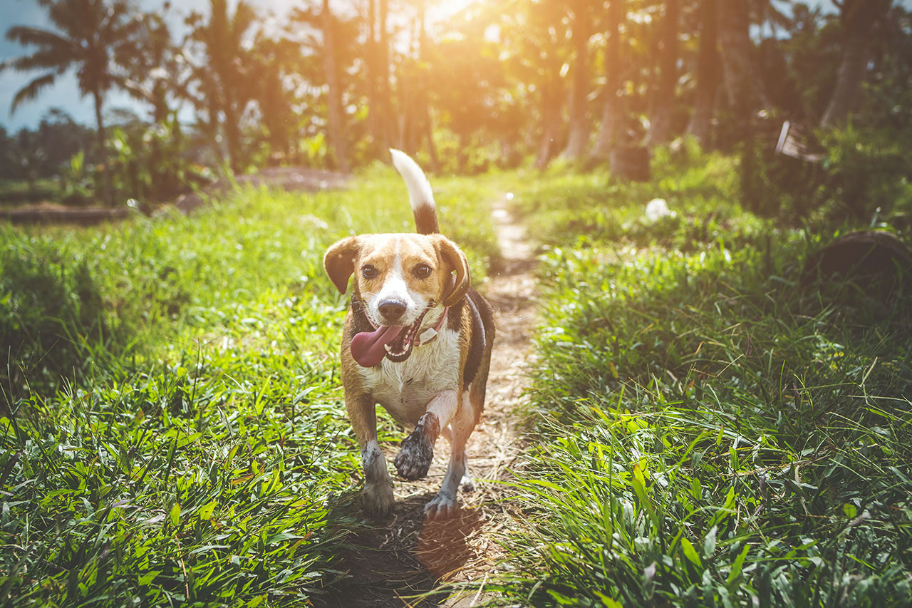 beagle-running-1280×853 Beagle running on a path through the grass