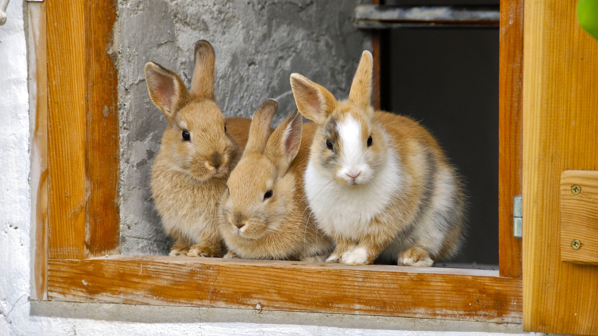 Three bunnies sit on a window ledge