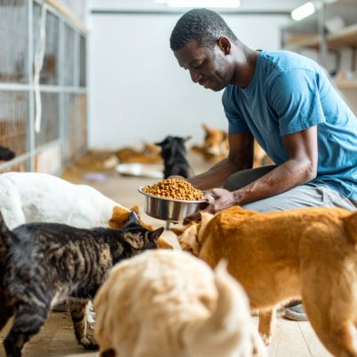a man feeds various barn animals
